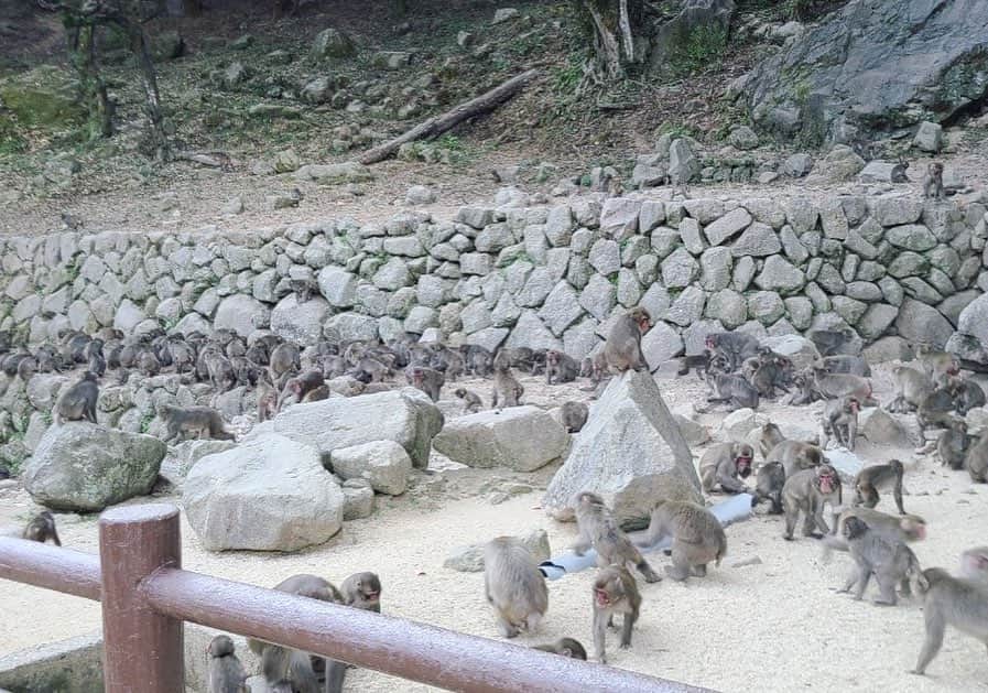 葵ゆりかさんのインスタグラム写真 - (葵ゆりかInstagram)「おさるとわたし。 猿大好きでいろんなとこ見に行ったけど、ここは本当に圧巻🐵🐒❗️  #猿　#🐵　#🐒　#高崎山自然動物園 #高崎山　#大分　#九州　#別府　#monkey」12月9日 14時58分 - yuriyuricchi
