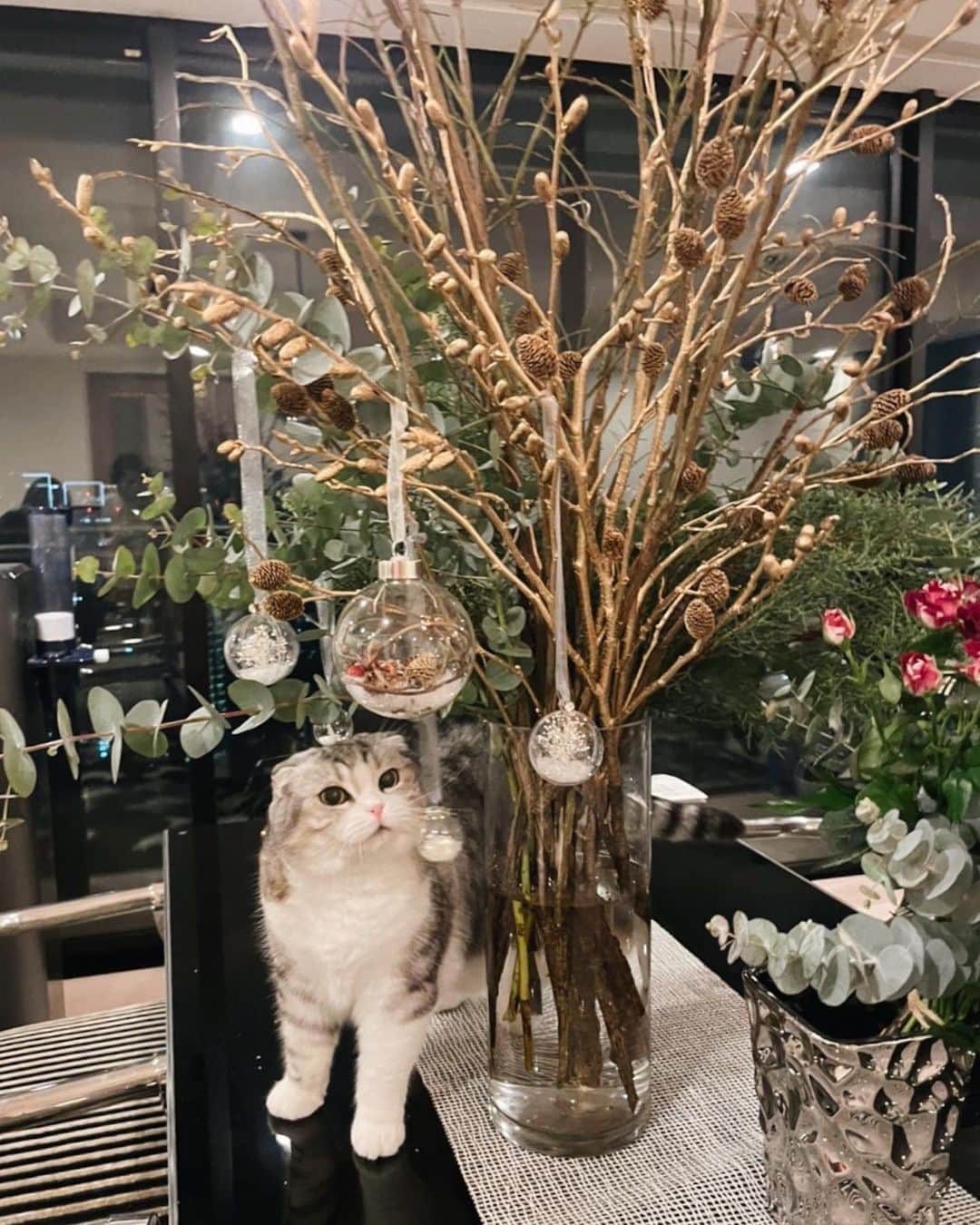 舟山ロワ君（くみっきー）さんのインスタグラム写真 - (舟山ロワ君（くみっきー）Instagram)「もうすぐクリスマスにゃ〜🎄 飾り付けを手伝ったにゃ！」12月9日 16時13分 - roi_amu_cat