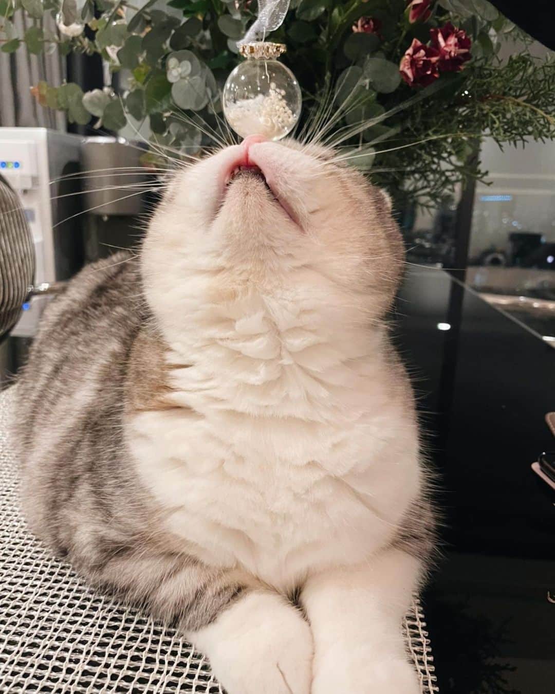 舟山ロワ君（くみっきー）さんのインスタグラム写真 - (舟山ロワ君（くみっきー）Instagram)「もうすぐクリスマスにゃ〜🎄 飾り付けを手伝ったにゃ！」12月9日 16時13分 - roi_amu_cat