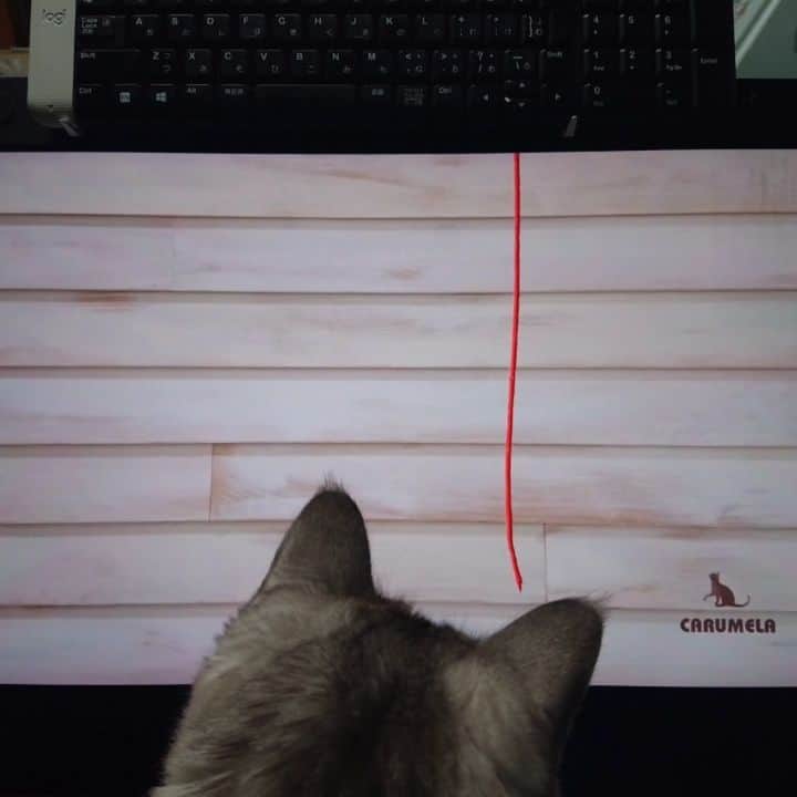のインスタグラム：「#ねこ #ねこすたぐらむ #cat」