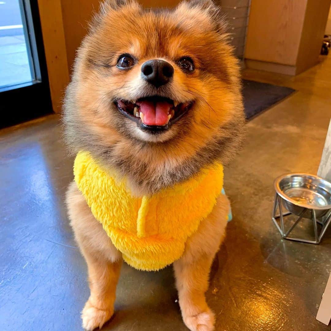 のインスタグラム：「モフモフにモフモフ着せたらモフモフモフモフになったってだけの話さ🐶✨  #リリスタグラム#lilistagram#ポメラニアン #ポメラニアンが世界一可愛い #ポメラニアン部 #ポメ #ポメスタグラム #犬 #犬バカ部 #いぬ部 #いぬら部 #いぬバカ部 #いぬのきもち #いぬぐみ #いぬすたぐらむ #ふわもこ部#ティックトック #pomeranian #pomeranians #pomeranianlove #pomeraniansofinstagram #pom #dog #dogstagram #doglover #doglife#tiktok#tiktoker#ミニオン」
