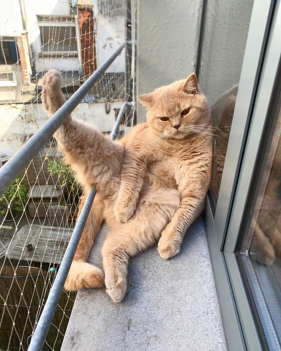 Aww Clubさんのインスタグラム写真 - (Aww ClubInstagram)「Chillin⠀ ⠀ 📷@kinglouie_antwerp⠀ ⠀ #meowed #kinglouie #posing #actor #BritishShorthair」12月9日 22時00分 - meowed