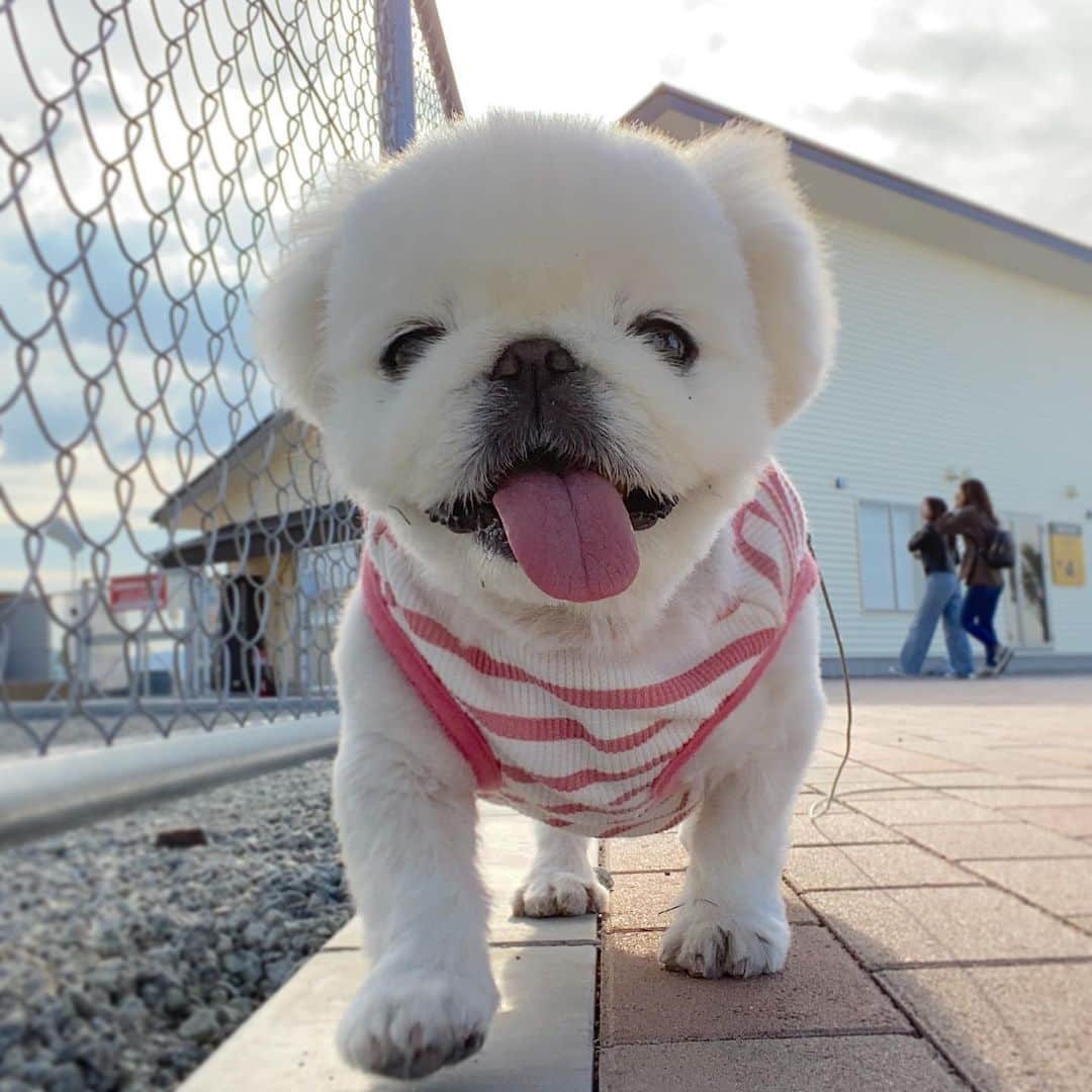 こなつのインスタグラム：「今日も一日おつかれさまでした🐶💓 温かくして寝てね😚💛」