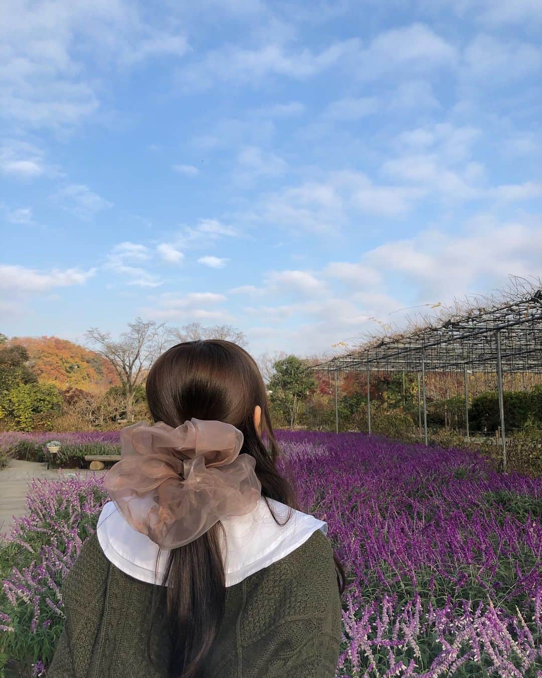 矢倉楓子さんのインスタグラム写真 - (矢倉楓子Instagram)「空とお花が綺麗〜💐💙 ここオススメです☝️  #足利フラワーパーク #イルミネーション #ラベンダー #ビッグシュシュ #ニットコーデ　#ヘアアレンジ  #ハーフアップ」12月9日 22時06分 - fufu_ice
