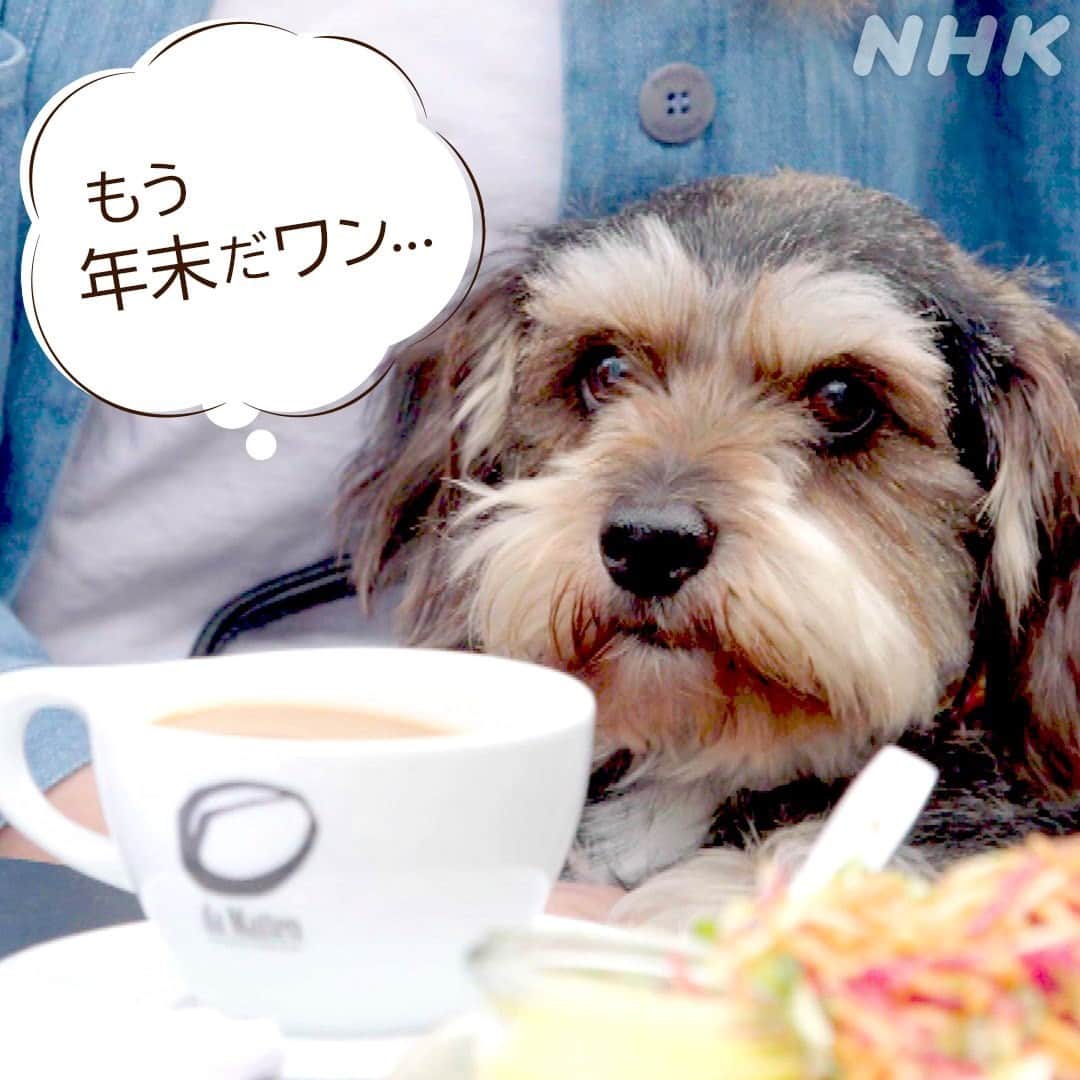 NHK「世界はほしいモノにあふれてる」さんのインスタグラム写真 - (NHK「世界はほしいモノにあふれてる」Instagram)「＼どこの国のワンコ？🐕／  すっかり寒くなって⛄️ もう年末ですね🎄  みなさん、 今年は帰省できない😭 という方も多いのではないでしょうか  そこで…明日のせかほしは🌏 日本で活躍する外国人のふるさとへ👨‍👩‍👧‍👦🏞  舞台はジョージア🇬🇪と スウェーデン🇸🇪  ちなみに写真は スウェーデンのお茶の時間☕️🧇 「フィーカ」を楽しむワンコ🐕  北欧のカフェはテラス席が人気🏡 太陽を感じる外が大好きなんです☀️🍀  番組では、スウェーデン出身の アウトドアガール🚴🏻‍♀️ ヤンニ・オルソンさんが行きたい 北欧アウトドアスポットを取材🏕  北欧ならではのアイテム❄️🧣✨ 絶景の数々に癒されます…🌿🌅  大相撲、栃ノ心関が食べたい ジョージア料理も🍖  未知の味がいっぱい！🥟🥬🥘  皆さんには、忘れられないふるさとの 風景や思い出の味はありますか？  明日22:30からの放送を お楽しみに‼️  #ジョージア　#スウェーデン #ノルウェー #北欧 #せかほし #世界はほしいモノにあふれてる #鈴木亮平 #JUJU  #神尾晋一郎 #nhk #木曜 #22時30分 #sekastagram #ジョージア料理 #北欧ナチュラル #フィーカ #アウトドア #たきび #わんこ　#犬 #帰省 #大相撲」12月9日 17時00分 - nhk_sekahoshi