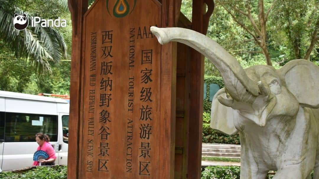 iPandaさんのインスタグラム写真 - (iPandaInstagram)「In China, wildlife protection has been continuously strengthened throughout the last two decades. At the end of the last century, the population of wild Asian elephants was over 100. At the end of 2019, the number has increased to around 300. At the Wild Elephant Valley in Xishuangbanna, Yunnan Province, there is the Asian Elephant Breeding and Rescue Center to improve the welfare of the species. A total of about 23 injured wild elephants have been rescued by the center since it was built in 2008. (Photo credit: CFP.CN) 🐘 🐘 🐘 #Panda #iPanda #Cute #AGreenerEarth #WildlifeParadise #PandaPic」12月9日 17時30分 - ipandachannel