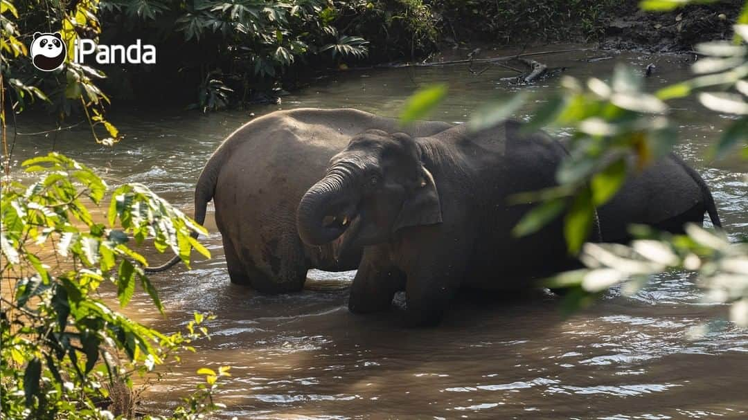 iPandaさんのインスタグラム写真 - (iPandaInstagram)「In China, wildlife protection has been continuously strengthened throughout the last two decades. At the end of the last century, the population of wild Asian elephants was over 100. At the end of 2019, the number has increased to around 300. At the Wild Elephant Valley in Xishuangbanna, Yunnan Province, there is the Asian Elephant Breeding and Rescue Center to improve the welfare of the species. A total of about 23 injured wild elephants have been rescued by the center since it was built in 2008. (Photo credit: CFP.CN) 🐘 🐘 🐘 #Panda #iPanda #Cute #AGreenerEarth #WildlifeParadise #PandaPic」12月9日 17時30分 - ipandachannel