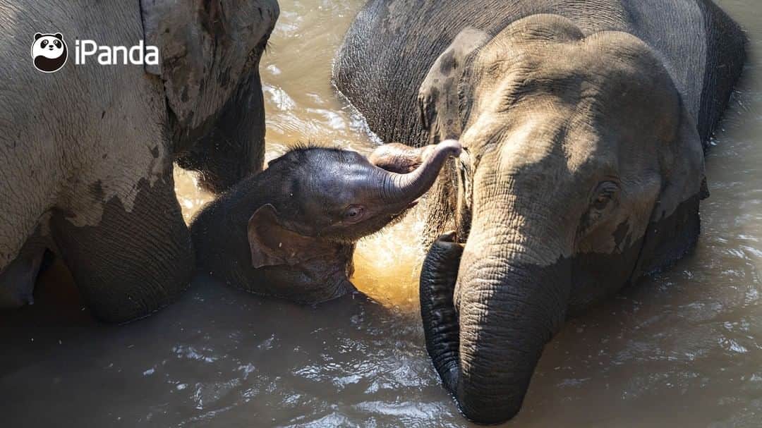 iPandaさんのインスタグラム写真 - (iPandaInstagram)「In China, wildlife protection has been continuously strengthened throughout the last two decades. At the end of the last century, the population of wild Asian elephants was over 100. At the end of 2019, the number has increased to around 300. At the Wild Elephant Valley in Xishuangbanna, Yunnan Province, there is the Asian Elephant Breeding and Rescue Center to improve the welfare of the species. A total of about 23 injured wild elephants have been rescued by the center since it was built in 2008. (Photo credit: CFP.CN) 🐘 🐘 🐘 #Panda #iPanda #Cute #AGreenerEarth #WildlifeParadise #PandaPic」12月9日 17時30分 - ipandachannel