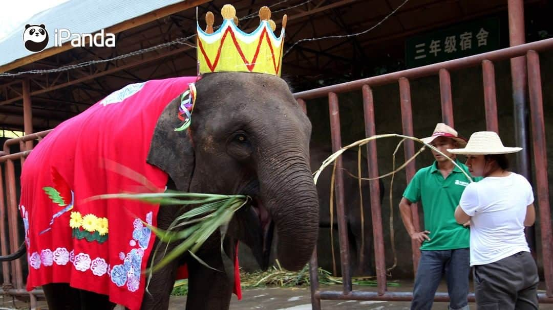 iPandaさんのインスタグラム写真 - (iPandaInstagram)「In China, wildlife protection has been continuously strengthened throughout the last two decades. At the end of the last century, the population of wild Asian elephants was over 100. At the end of 2019, the number has increased to around 300. At the Wild Elephant Valley in Xishuangbanna, Yunnan Province, there is the Asian Elephant Breeding and Rescue Center to improve the welfare of the species. A total of about 23 injured wild elephants have been rescued by the center since it was built in 2008. (Photo credit: CFP.CN) 🐘 🐘 🐘 #Panda #iPanda #Cute #AGreenerEarth #WildlifeParadise #PandaPic」12月9日 17時30分 - ipandachannel