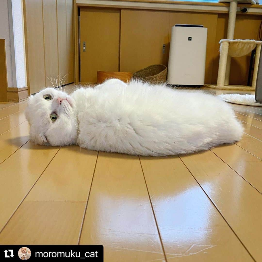 ねこのインスタグラム