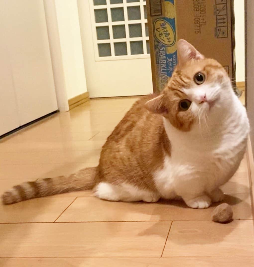 茶太郎 & きなこのインスタグラム：「んにゃ( ⸝⸝•ᴗ•⸝⸝ )💕 Why are you taking many pictures😽📸 #きなこすごい傾いちゃったにゃ #きなこのこと撮ってるにゃりか #茶太玉で遊んでたにゃりよ #マンチカン#猫#munchkin #cat#catstagram #amazing#ねこ#茶トラ#短足#catsofinstagram#excellent_cats#9gag#cats_of_world_#instacat_meows#bestcats_oftheworld#catsofig#instacat#cats_of_instagram」