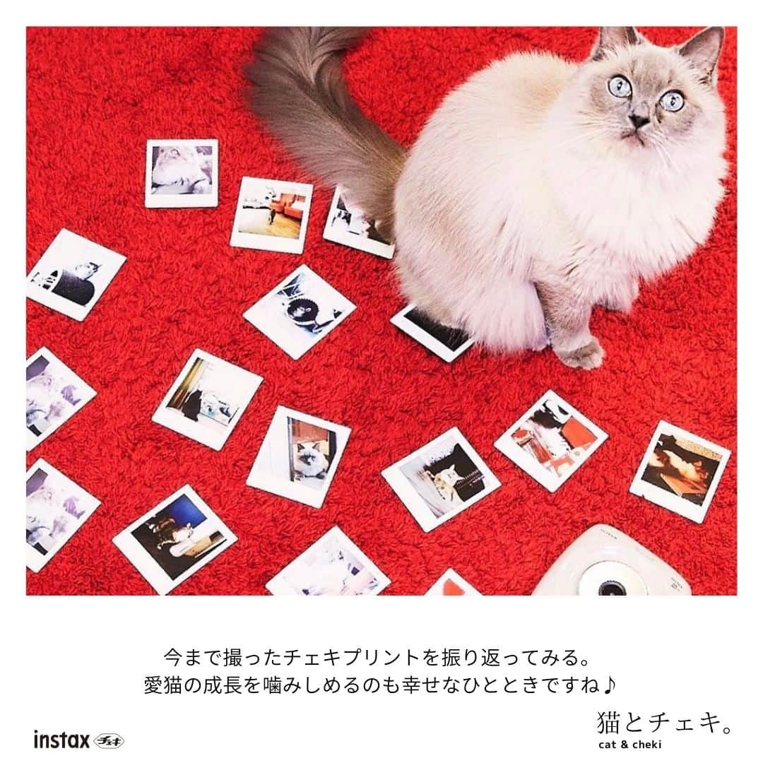 Fujifilm instaxさんのインスタグラム写真 - (Fujifilm instaxInstagram)「﻿ ﻿ 【愛猫との暮らしをチェキで残そう！】﻿ ﻿  今回は、「猫とチェキ」を撮影した素敵な投稿ピックアップしました♪﻿ ﻿ 猫の可愛い仕草や表情に癒されますよね☺️﻿ ﻿ #LiPlay や #SQ20 はモニターを見ながら撮影、お気に入りだけをプリントできるので、動きのある被写体でも、たくさん撮ってベストショットをプリントできます！﻿ ﻿ ぜひ皆さんも、愛猫をチェキで撮影して楽しんでくださいね🐱✨ ﻿ ﻿ Special Thanks🐾﻿ @mayuko_seasideclub﻿ @mooonaka_6226﻿ ﻿ ---------------- ﻿ チェキで撮影した写真に当アカウントのタグ付を行い、#チェキ  #instax を付けて投稿してください📷✨ ﻿ 素敵な写真は、本アカウントにてご紹介をさせて頂きます！﻿  あなたの#チェキ活用術 も募集中です🌟 ﻿ ---------------﻿ ﻿ #チェキ #instaxlife  #instax #instaxcamera #instaxminiliplay #instaxsquaresq20 #インスタックススクエア #チェキスクエア #cheki #FUJIFILM #富士フイルム #チェキのある生活 #マイチェキ #フィルムカメラのある生活 #フィルムカメラ #カメラ好きな人と繋がりたい #写真好き #猫のいる暮らし #猫のいる生活 #猫のいる風景 #猫との暮らし #猫と暮らす #猫と暮らす家﻿ ﻿ ﻿」12月9日 18時00分 - cheki_instax