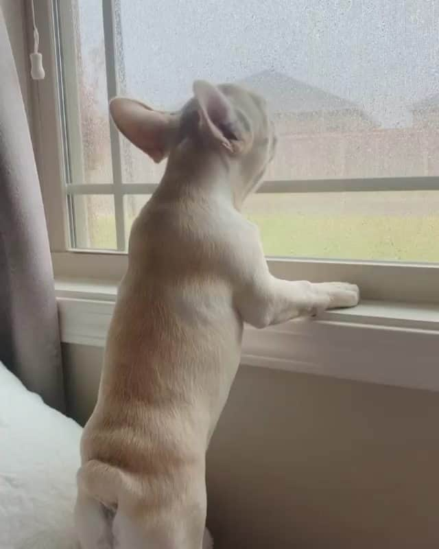 French Bulldogのインスタグラム