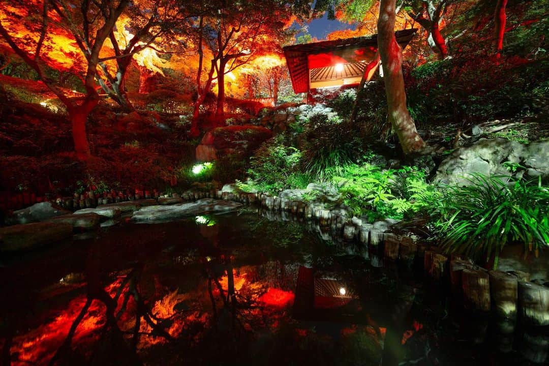 八芳園さんのインスタグラム写真 - (八芳園Instagram)「TOKYO RED GARDEN 2020 も残すところあと一週間となりました🍁🍁🍁 . 庭園の紅葉も見頃を迎え、 昼夜ともに庭の赤をお愉しみいただけます。 . GARDEN BARの開催日も 本日を含めてあと3日。 . 幻想的な夜の庭園を巡りながら、 お酒やカナッペを愉しむ 贅沢な時間をお過ごしください。 . Instagramで開催中の  TOKYO RED GARDENフォトコンテスト . 「赤」がテーマの写真の応募も 12月15日(火) が締め切りとなります。 . ENJYUでのお食事チケットや Thrush Caféでのデザートプレートなどの 賞品をご用意しております。 . ぜひ、あなただけの素敵な「赤」の写真を ご応募ください。 . ■GARDEN BAR 開催日程 2020年12月9日(水)・10日(木)・13日(日) 開催時間 17:00~20:00(19:30LO) . . #八芳園  #結婚式場 . #日本庭園 #紅葉 #紅葉ライトアップ #風景写真 #紅葉狩り #港区 . #東京観光  #東京カメラ部  #写真好きな人と繋がりたい  #カメラ好きな人と繋がりたい  #その瞬間に物語を  . #式場探し #プレ花嫁さんと繋がりたい . #japanesegarden  #tokyotrip  #forbestravelguide #japan_of_insta  #wonderful_places #bestphoto_japan  #instravel  #team_jp_  #tokyocameraclub  #ptk_japan  #love_bestjapan  #visitjapanjp  #tokyotokyo  #tokyotodo #東京をもっと楽しもう」12月9日 18時55分 - happoen