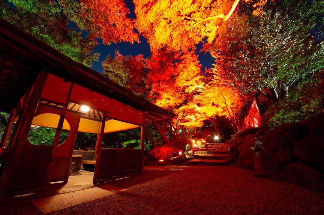 八芳園さんのインスタグラム写真 - (八芳園Instagram)「TOKYO RED GARDEN 2020 も残すところあと一週間となりました🍁🍁🍁 . 庭園の紅葉も見頃を迎え、 昼夜ともに庭の赤をお愉しみいただけます。 . GARDEN BARの開催日も 本日を含めてあと3日。 . 幻想的な夜の庭園を巡りながら、 お酒やカナッペを愉しむ 贅沢な時間をお過ごしください。 . Instagramで開催中の  TOKYO RED GARDENフォトコンテスト . 「赤」がテーマの写真の応募も 12月15日(火) が締め切りとなります。 . ENJYUでのお食事チケットや Thrush Caféでのデザートプレートなどの 賞品をご用意しております。 . ぜひ、あなただけの素敵な「赤」の写真を ご応募ください。 . ■GARDEN BAR 開催日程 2020年12月9日(水)・10日(木)・13日(日) 開催時間 17:00~20:00(19:30LO) . . #八芳園  #結婚式場 . #日本庭園 #紅葉 #紅葉ライトアップ #風景写真 #紅葉狩り #港区 . #東京観光  #東京カメラ部  #写真好きな人と繋がりたい  #カメラ好きな人と繋がりたい  #その瞬間に物語を  . #式場探し #プレ花嫁さんと繋がりたい . #japanesegarden  #tokyotrip  #forbestravelguide #japan_of_insta  #wonderful_places #bestphoto_japan  #instravel  #team_jp_  #tokyocameraclub  #ptk_japan  #love_bestjapan  #visitjapanjp  #tokyotokyo  #tokyotodo #東京をもっと楽しもう」12月9日 18時55分 - happoen