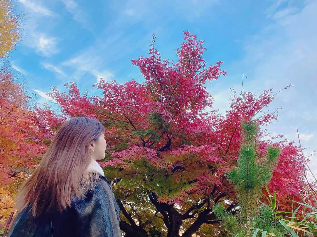 えれなさんのインスタグラム写真 - (えれなInstagram)「もう紅葉🍁は見れないかなー。って思っていたけど綺麗な紅葉に出会えました🥰  #紅葉 #japanesemaple  #日本の四季は美しい  #えれな」12月9日 18時57分 - elena1982312