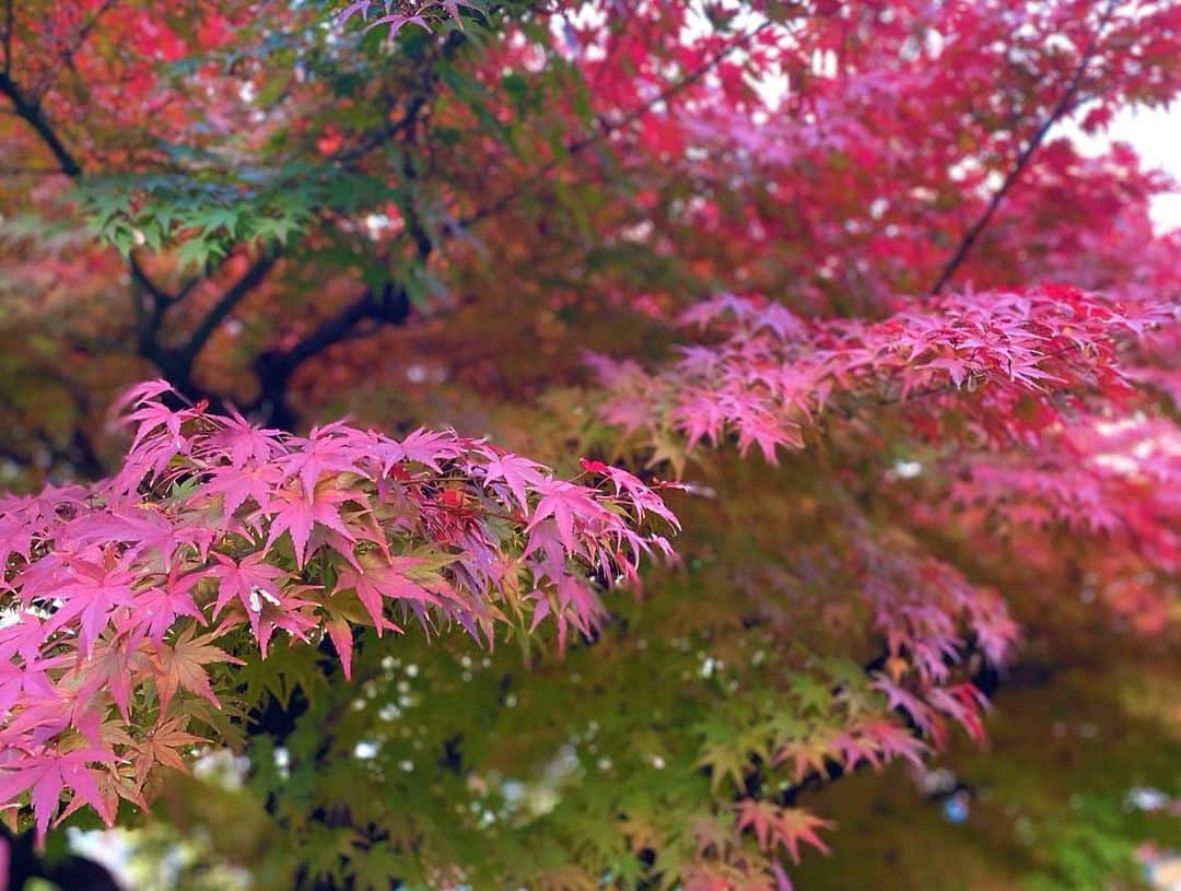 えれなさんのインスタグラム写真 - (えれなInstagram)「もう紅葉🍁は見れないかなー。って思っていたけど綺麗な紅葉に出会えました🥰  #紅葉 #japanesemaple  #日本の四季は美しい  #えれな」12月9日 18時57分 - elena1982312