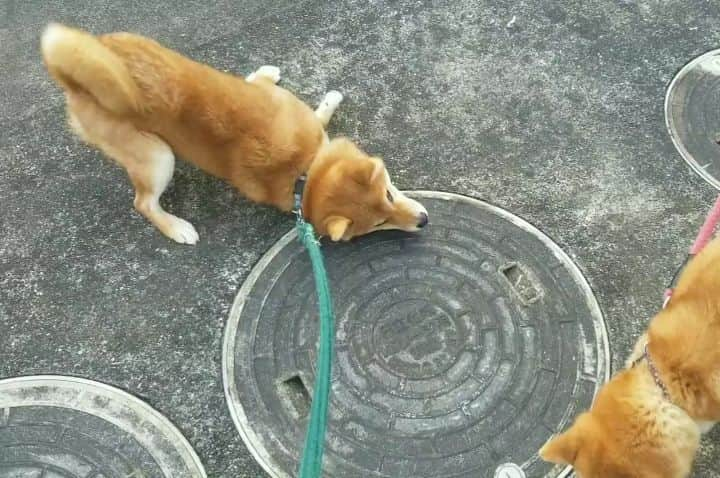 柴犬たま Shibainu Tamaのインスタグラム