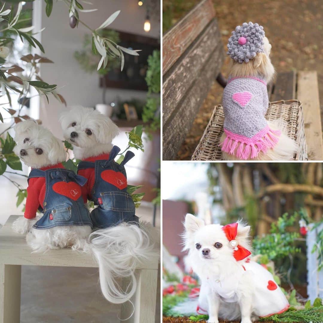 25ans SHOPのインスタグラム：「おしゃれなワンちゃんの写真を大募集❣️  お気に入りの服を着たあなたの愛犬の写真を、ぜひお送りください。  ドレスコードは「ハート」。お洋服はもちろん、帽子やアクセサリーなど一部にハートを取り入れたファッションでもOKです。選ばれた写真は25ans本誌に掲載します。グランプリに選ばれると素敵な賞品も！ ご応募は、25ans オンライン→PRESENT&EVENTの記事から。 プロフィール欄のURLからもとべます。  締切：2020年12月21日（月）  ＊プロカメラマンが撮影した写真で応募される場合は、必ず事前にカメラマンに承諾を得てください。 ＊掲載の有無についてのお問い合わせはご遠慮ください。 ＊お寄せいただいた写真は25ansデジタル、SNSなどにも掲載される可能性があります。  #エレdog #わんこの写真募集中 #ハート」