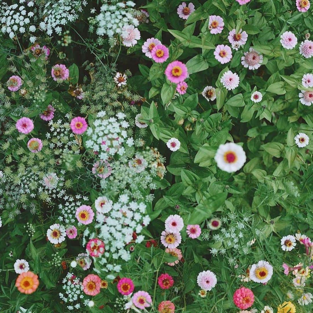 アリスマッコールのインスタグラム：「🌸🍁🌼🌱 #aliceMcCALL」