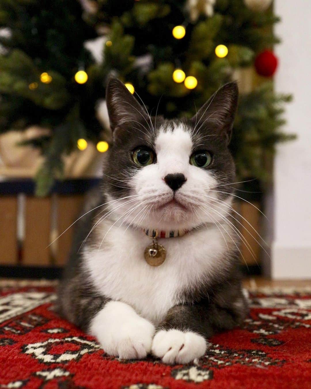 nocoaのインスタグラム：「． 今年はクリスマスツリー出さへんから前の写真を見る🥲 ． ．」
