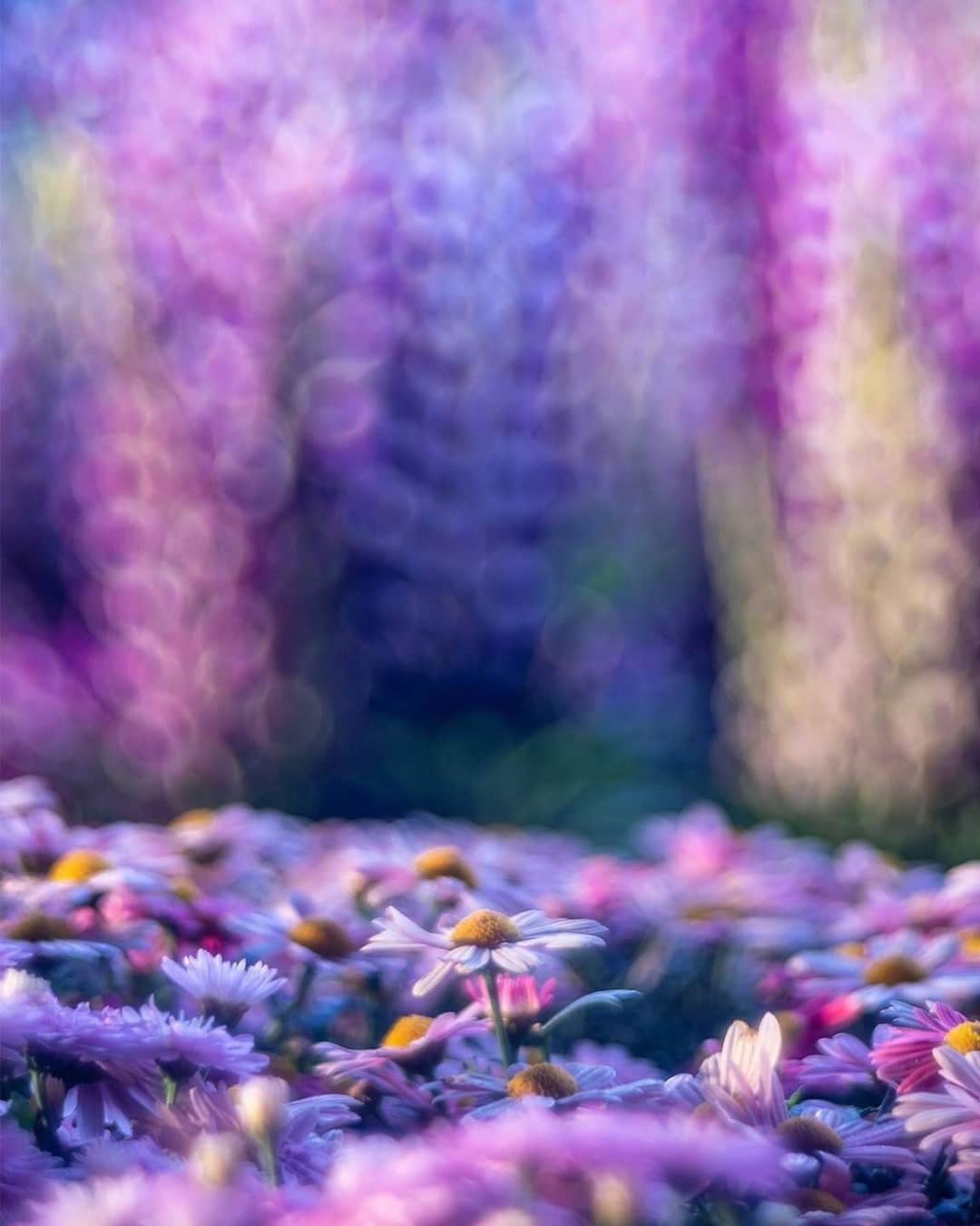 花の写真館のインスタグラム：「Photo by @ryovu.⠀ https://instagram.com/ryovu/⠀ .⠀ Original Post[投稿いただいたURL]⠀ https://www.instagram.com/p/B7qFPqmAfw0/⠀ .⠀ 本アカウントは、 #私の花の写真 をつけてInstagramに投稿された皆さまの花の写真や、「花の写真館」Facebookページで投稿された花の写真を紹介します。⠀ 「花の写真館」Facebookページは、「 @floral.photograph 」のプロフィールにあるURLからご覧ください。⠀ .⠀ ※各自、政府、自治体など公的機関の指示に従った行動をお願いします。⠀⠀ 東京カメラ部および分室では、写真を「見る楽しみ」を提供することを通して、微力ながら皆様にわずかな時間でも癒しをお届けしたいと思っております。⠀ ※本アカウントは東京カメラ部がFacebook、Instagramのサービスを利用して運営しているもので、Facebook社・Instagramとは一切関係ありません。⠀ .⠀ #花の写真館 #floralphotograph #floralphoto #flower #flowers⠀ Follow: @floral.photograph」