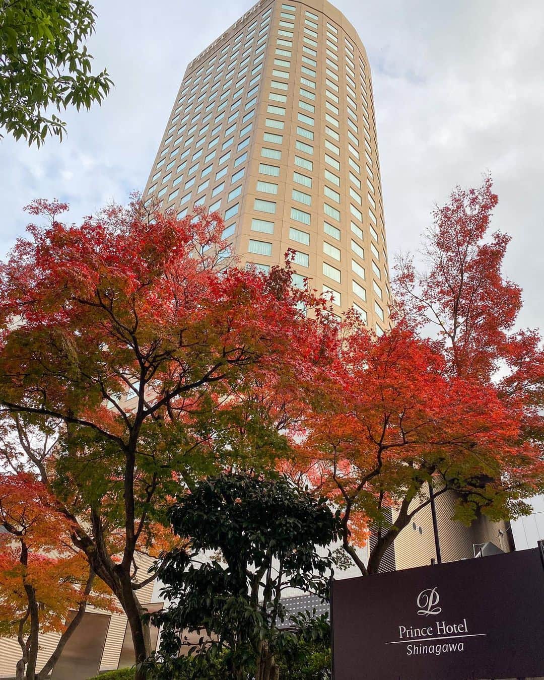 のインスタグラム：「. ふと見上げると、紅葉が色鮮やかに色付いていました🍁  Share your own images with us by tagging @shinagawaprincehotel ————————————————————— #紅葉 #もみじ #いちょう坂 #紅葉狩り #四季を楽しむ #品川プリンスホテル #プリンスホテル #東京#品川 #shinagawaprincehotel #princehotels #tokyo #shinagawa」