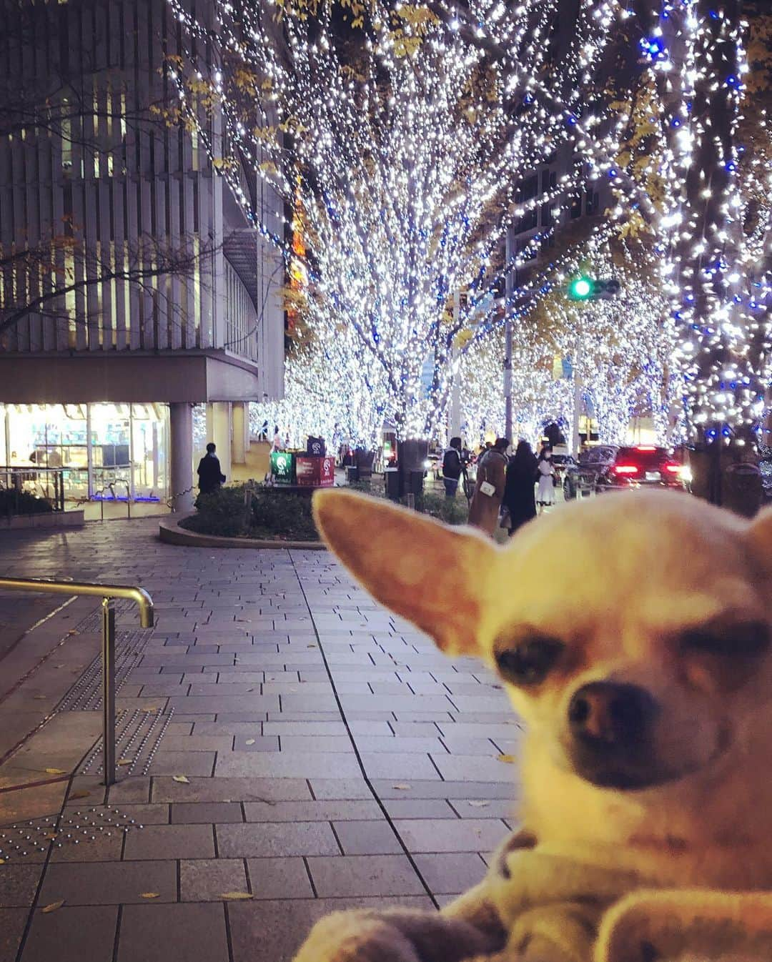 風子さんのインスタグラム写真 - (風子Instagram)「#六本木ミッドタウン #六本木ヒルズ #イルミネーション #tokyo#roppongi  #チワワ#ふぃりさんぽ 今年もフィリと来れて良かった。」12月9日 19時54分 - pchan030