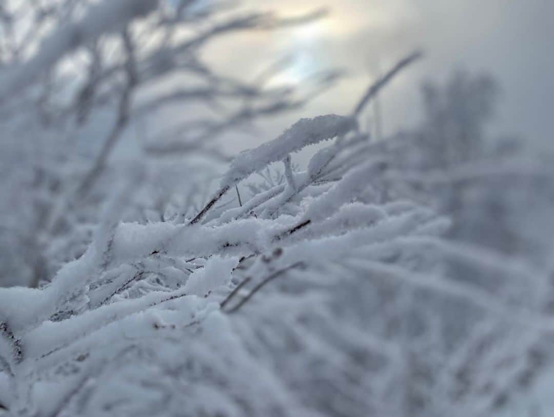 星野リゾート　トマムさんのインスタグラム写真 - (星野リゾート　トマムInstagram)「Today’s Hoshino Resorts TOMAMU  ‪今日の霧氷テラス。時折雲間から太陽の光が霧氷を照らし、神秘的な景色が広がっていました❄️‬  #HoshinoResorts #星野リゾート #tomamu #hoshinoresortstomamu #星野リゾートトマム #トマム #risonaretomamu #リゾナーレトマム #risonare #リゾナーレ #北海道旅行 #星野集團 #Hokkaidotrip #霧氷テラス#terraceoffrosttree #霧氷」12月9日 20時05分 - hoshinoresorts_tomamu