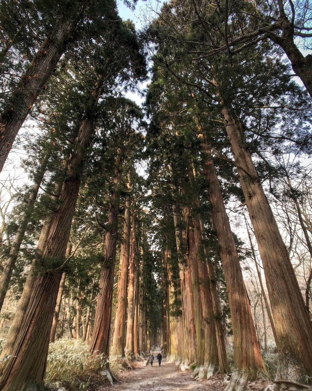 Koichiのインスタグラム：「I realized how small I am🧍🏻  #BeautifulJapan #Hellofrom #Nagano  #戸隠神社奥社 #戸隠神社 #長野  今週末から奈良の山寺で1週間の修行&ワーケーション。来週寒波で初雪かもの情報にビビるw .」