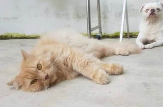 アム・パチャラパーさんのインスタグラム写真 - (アム・パチャラパーInstagram)「#repost @kobshine ・・・ ฝากแชร์หน่อยครับ แมวหาย . . แมวเพื่อนหาย ชื่อถุงทอง ลักษณะตามรูป พันธ์ุเปอร์เซียสีทอง หายจากบ้าน มบ.ซิกเนอเจอร์พระยาสุเรนทร์ 24 เมื่อวานนี้ (8/12/20)  น้องตกใจ แล้ววิ่งหายจากบ้านไป หากใครพบเจอ หรือเห็น กรุณาแจ้งกลับที่มาที่ ib หรือ กบ โทร 090-9875070 ครับ🙏 #แมวหาย」12月9日 20時12分 - aum_patchrapa