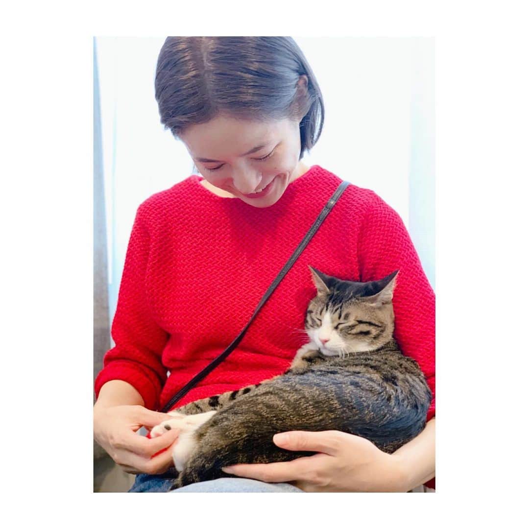 平田薫さんのインスタグラム写真 - (平田薫Instagram)「結構前のですが　@alisadurbrow 宅で女子会した時の、ニャンコワンコとの戯れ。 みーんな懐っこくて、かわりばんこに挨拶来てくれて可愛かったなぁ。 撫でて撫でてのワンコちゃんラスクも相変わらずに可愛いし、猫チームも二匹ともこんなに懐っこい猫ちゃん見たことないってくらい寄ってくる。 猫に懐いて頂く幸せ。 猫に抱かせて頂く幸せ。  年々猫アレルギーが悪化していて、久々にお薬投入しての抱っこ。何としてでも抱きたかった女。笑 濃厚に触れ合ってしまったため薬の効果は2時間持たなかったけれど、久々に猫ちゃんと触れ合えて幸せでした。 ワンニャンと暮らしたいなぁ。  #猫ちゃんとの共演多め#お薬必須#でも大好きなので#とてもｳｪﾙｶﾑ#猫アレルギーの特効薬#希望🙏🙏」12月9日 20時15分 - hiratakaoru1215