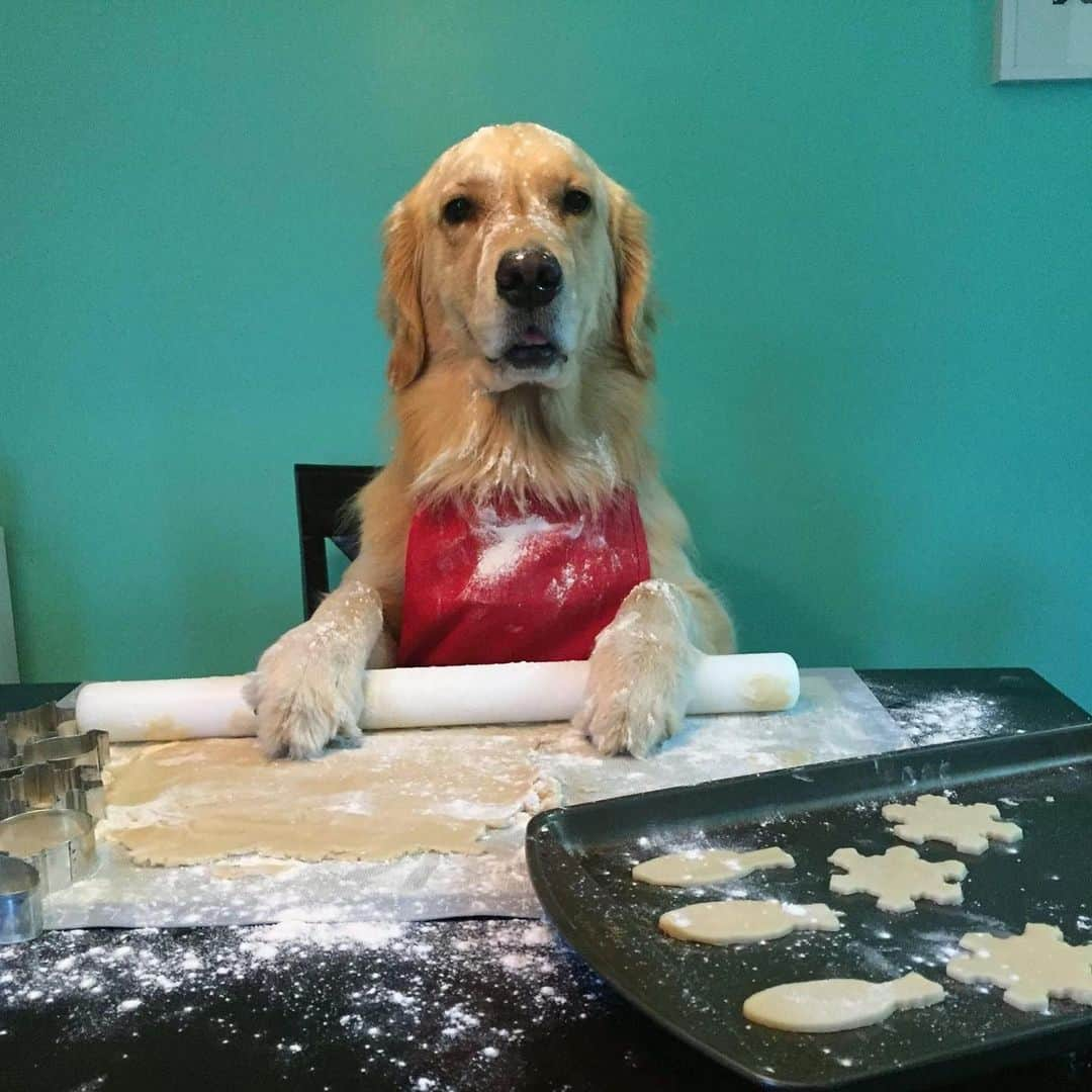 モヒートさんのインスタグラム写真 - (モヒートInstagram)「This was on mom’s Facebook memories yesterday...it may be her favorite Christmas card photo of mine #christmas #christmascard #christmascookies #baker #dog #dogmom #cutedog #goldenretriever #goldensofinstagram #dogsofcle」12月10日 7時14分 - mojito_rose_family