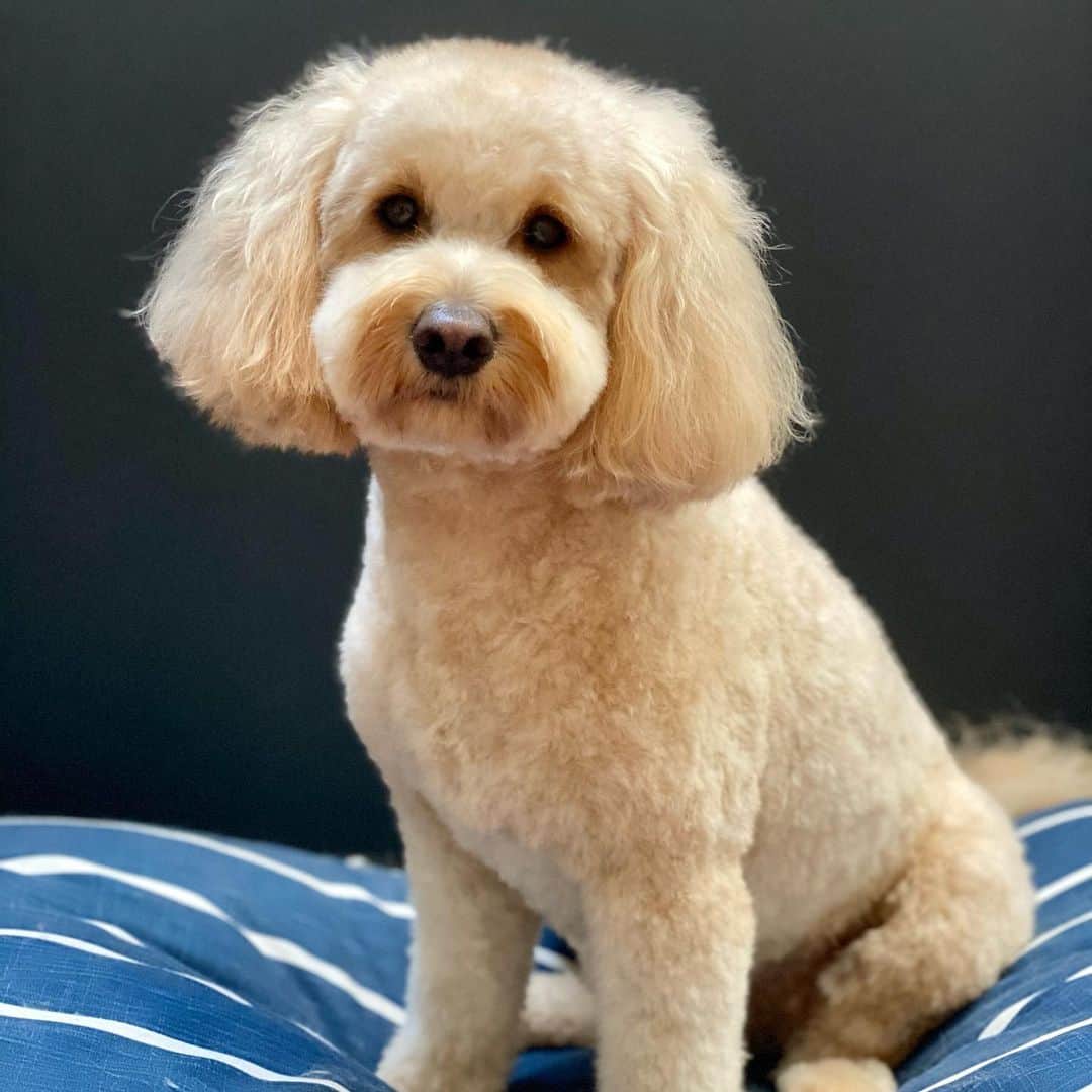Dogs by Ginaのインスタグラム：「She’s obviously had practice 🤩」