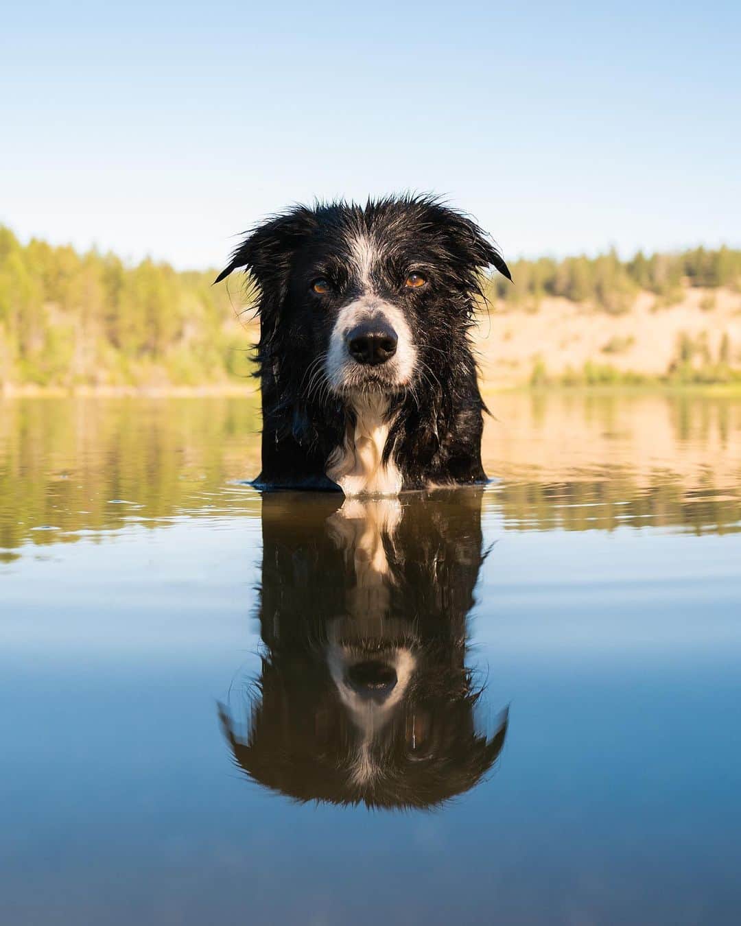 Andrew Knappのインスタグラム：「Let me know when I can start longing for warm weather notably that time I pulled over somewhere in BC and we jumped into a lake made of liquid gold to cool off.」