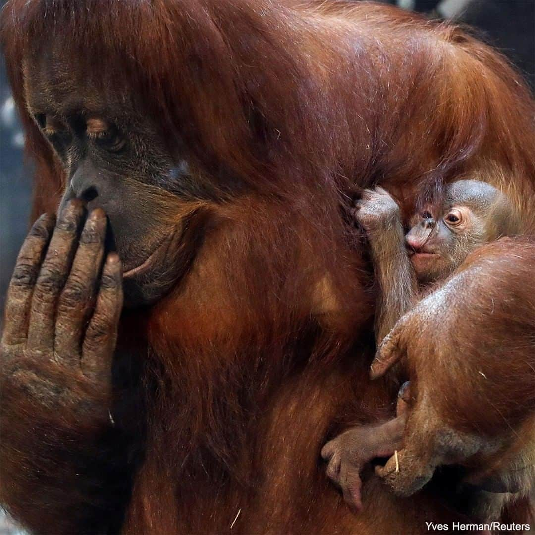 ABC Newsさんのインスタグラム写真 - (ABC NewsInstagram)「An adorable, 11-day-old baby orangutan hugs its mother at the Pairi Daiza Wildlife Park, Zoo and Botanical Garden. #orangutans #apes #babyanimals #primates #cuteanimals #zoos #international」12月10日 7時00分 - abcnews