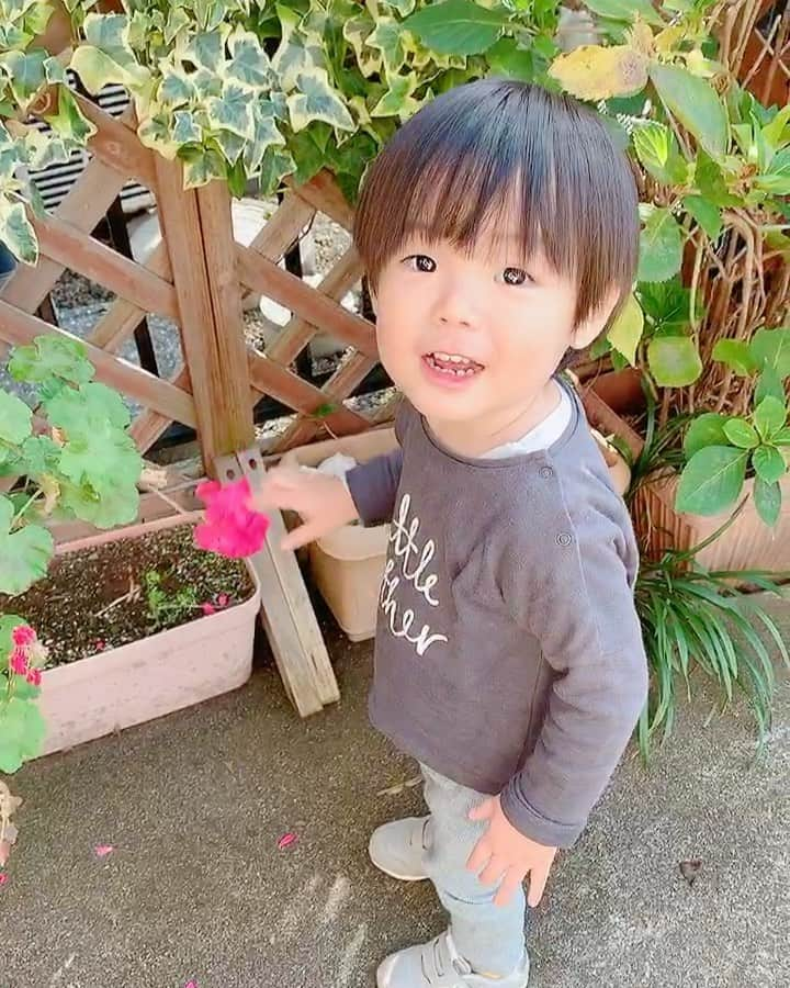 永峰絵里加のインスタグラム：「He loves grandma’s flowers 💐❤️ ・ お花つかまえた！  花柄も好きですぐ反応します^ ^  ・ ・ ・ ・ #loveflowers #pinkflowers #1yearold #myson  #お花大好き #ばあばの家 #お庭遊び #長男」