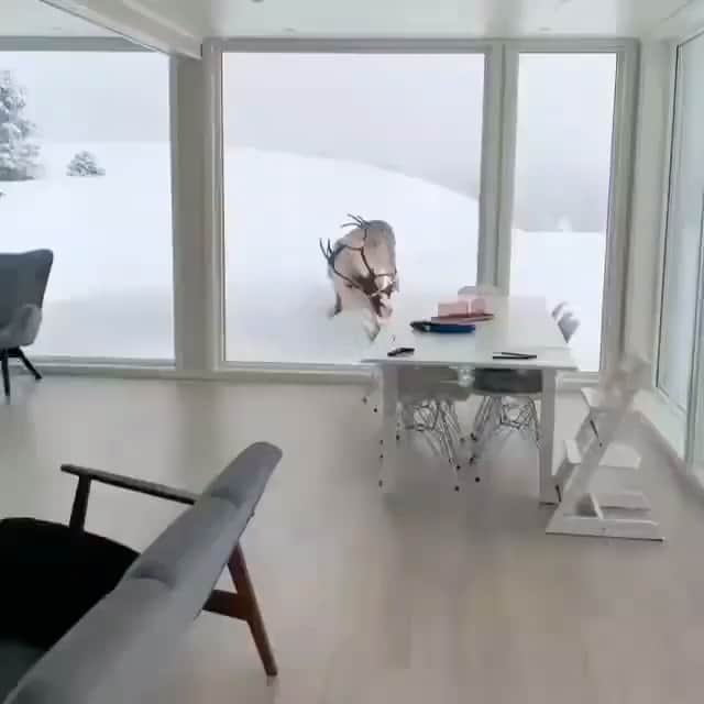 のインスタグラム：「😍❄️ video by @auroraborealisobservatory」