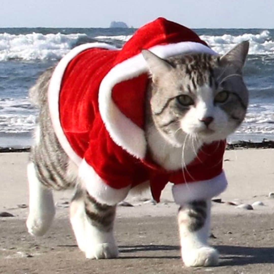 Nyankichi Noranekoさんのインスタグラム写真 - (Nyankichi NoranekoInstagram)「先程、サンタクロースが地球🌏に上陸されました🎅😸  剛才，聖誕老人登陸地球🌍了🎅😸   Santa Claus🎅 had just landed on earth 🌎😸   #猫 #cat #고양이 #แมว #貓 #кошка #wats #chat #ニャンスタグラム #gato #catsofinstagram #ねこ部 #旅猫 #cats #aso #japan #猫写真 #ねこ #seekor #ネコ #kitty #パトロール #kucing #kucinglucu #ねこ #サンタクロース #吹上浜」12月9日 22時26分 - noraneko_nyankichi
