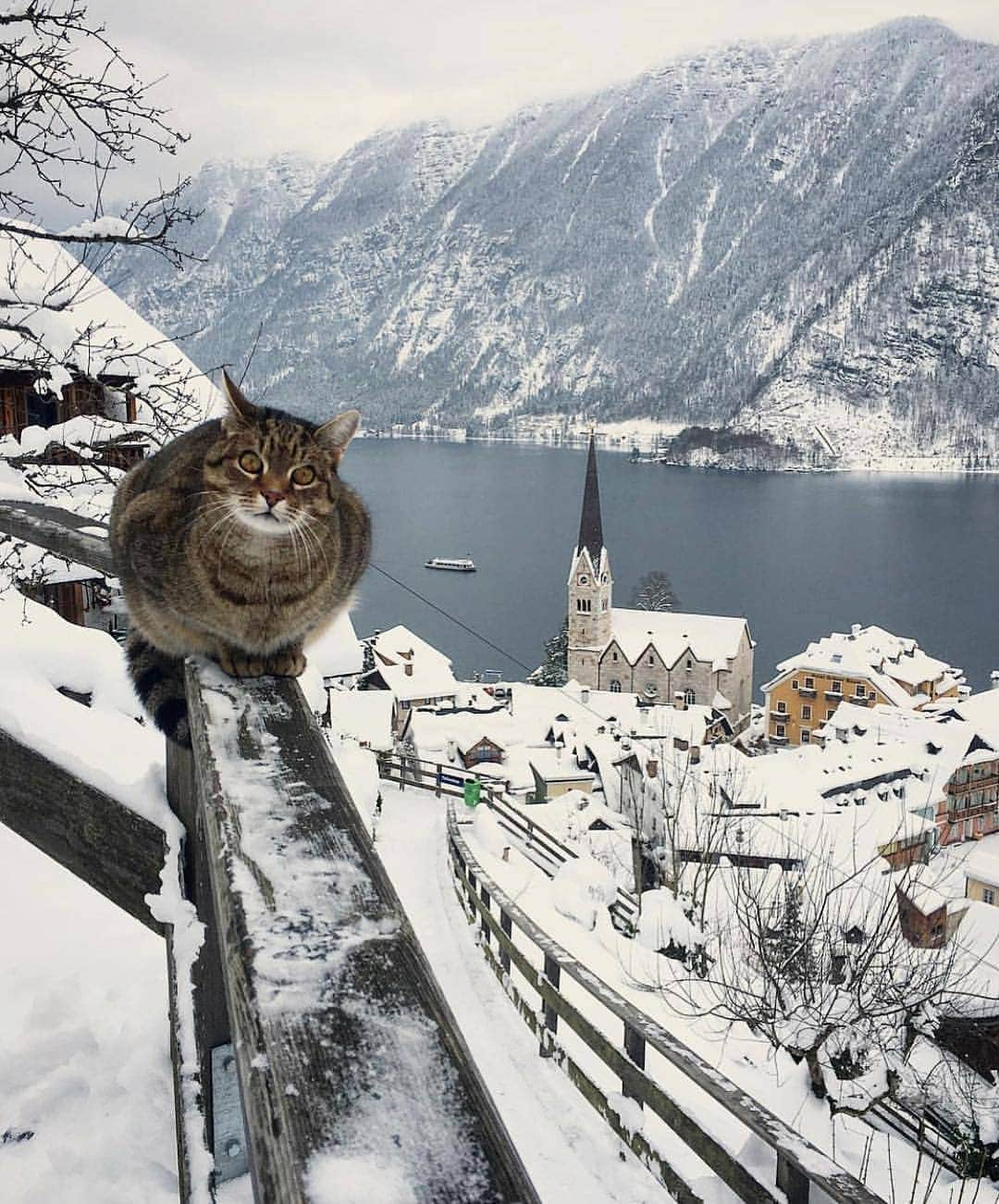 BEAUTIFUL DESTINATIONSさんのインスタグラム写真 - (BEAUTIFUL DESTINATIONSInstagram)「Winter is coming... ❄️ Check out this curious cat against the backdrop of Hallstat blanketed in snow! A fairytale Christmas village come to life, this town is relaxed during the season and is perfect for a no-stress holiday. 😌  Have you been to Hallstat during the wintertime? ☃️   📸 @mustafaseven 📍 Hallstatt, Austria」12月9日 22時35分 - beautifuldestinations