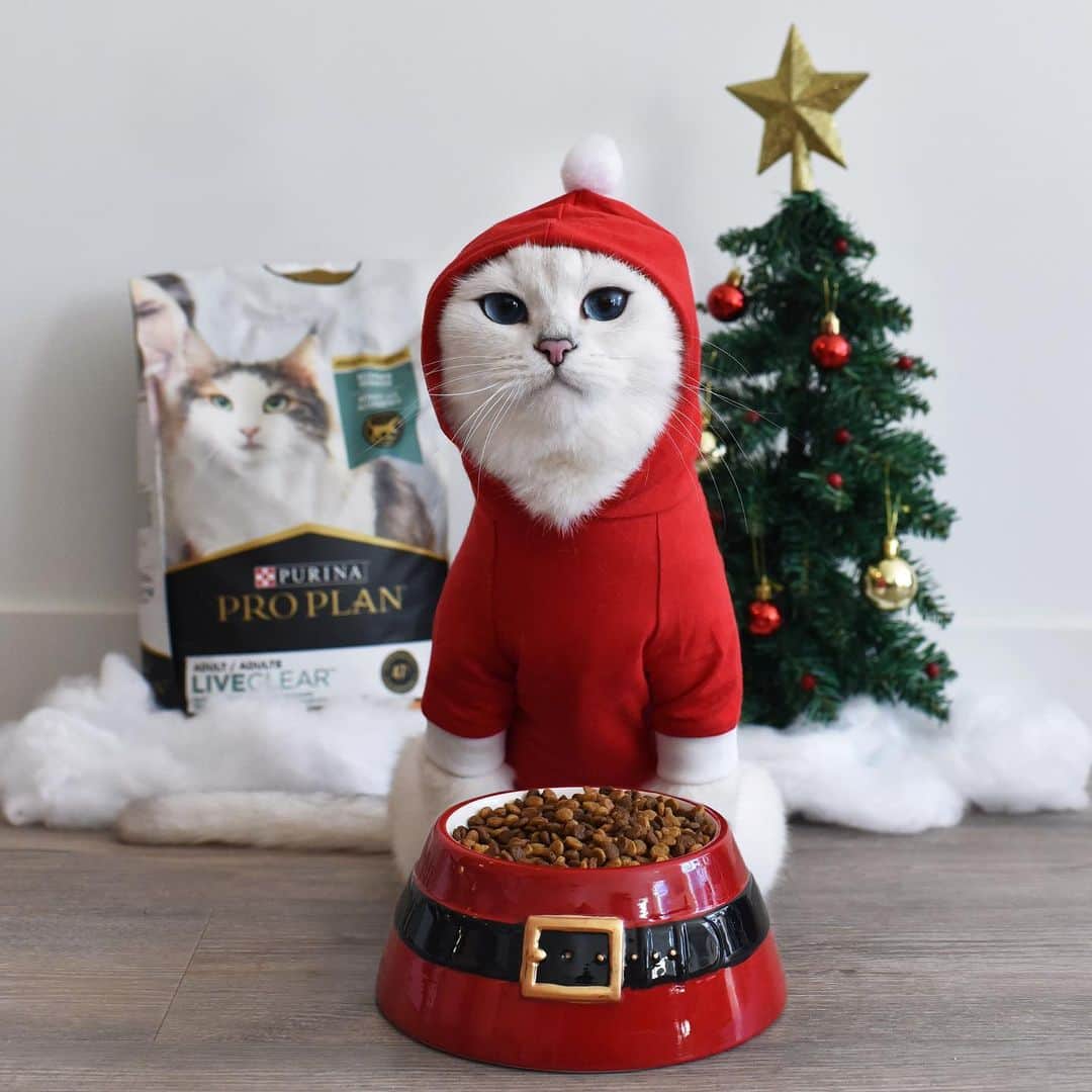 コビーさんのインスタグラム写真 - (コビーInstagram)「Cat’s out of the bag—I’m Santa Claws. And after a long night of delivering presents around the house, there’s nothing I love more than curling up next to a big bowl of Purina @ProPlan LiveClear. Plus, it reduces allergens in my fur, which my humans love, too. @ProPlanCat #ad #ProPlanPartner」12月9日 22時36分 - cobythecat