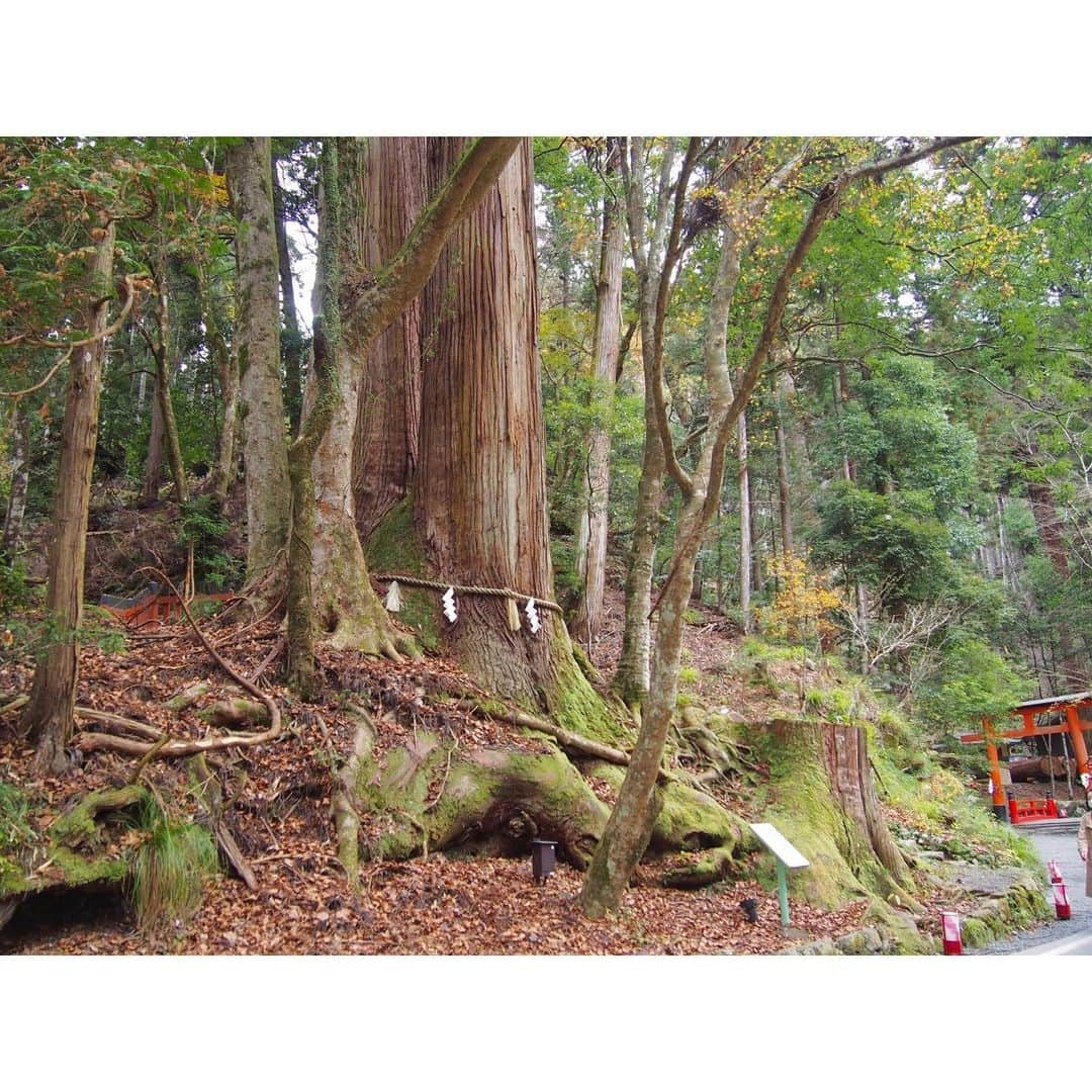 二見夕貴さんのインスタグラム写真 - (二見夕貴Instagram)「. 秋ひとり旅 2020 Kyoto🍁Day 2 . △ 貴船神社⛩奥宮 / 本宮 . . ちょっと足を伸ばして 縁結び / 縁切りの神様がいるという貴船神社まで☺︎ 水の神様を祀っているようで 川の流れを聴きながら本宮、奥宮まで 自然のパワーを浴びにいきました . * . 山の中だからまだ紅葉観れるかと思いきや 逆にほぼ散っていました😂💔 ただ、立派な樹々や苔に 本宮・奥宮それぞれの神々しい御神木を 体感できた素敵な場所でした🌿. * . 身体の中も、生活環境も、 悪い縁が切れて 良い縁が舞い込みますように🕊 . . また春の新緑を堪能しに行きたい☺️ . 1 - 4：奥宮⛩ 5 - 10：本宮⛩ . #redleaves #japanautumn #kyototrip #travelinjapan #cameragirl #tripgirl #kifuneshrine #moss #natureenergy #sunlight #olympuspen #紅葉狩り #秋旅 #カメラ女子 #京都旅 #ひとり旅女子 #貴船神社 #貴船神社奥宮 #苔 #御神木 #マイナスイオン #木漏れ日 #水占いみくじ #ファインダー越しの私の世界 #写真好きな人と繋がりたい」12月9日 22時38分 - yyyuki___