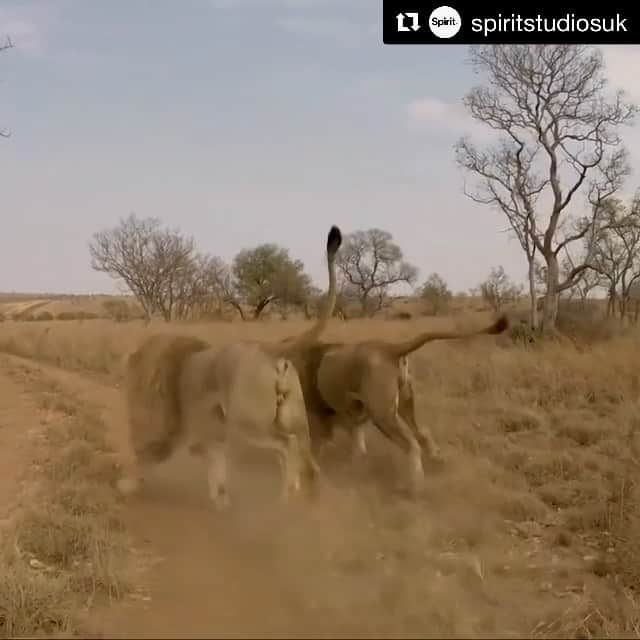 Kevin Richardson LionWhisperer のインスタグラム