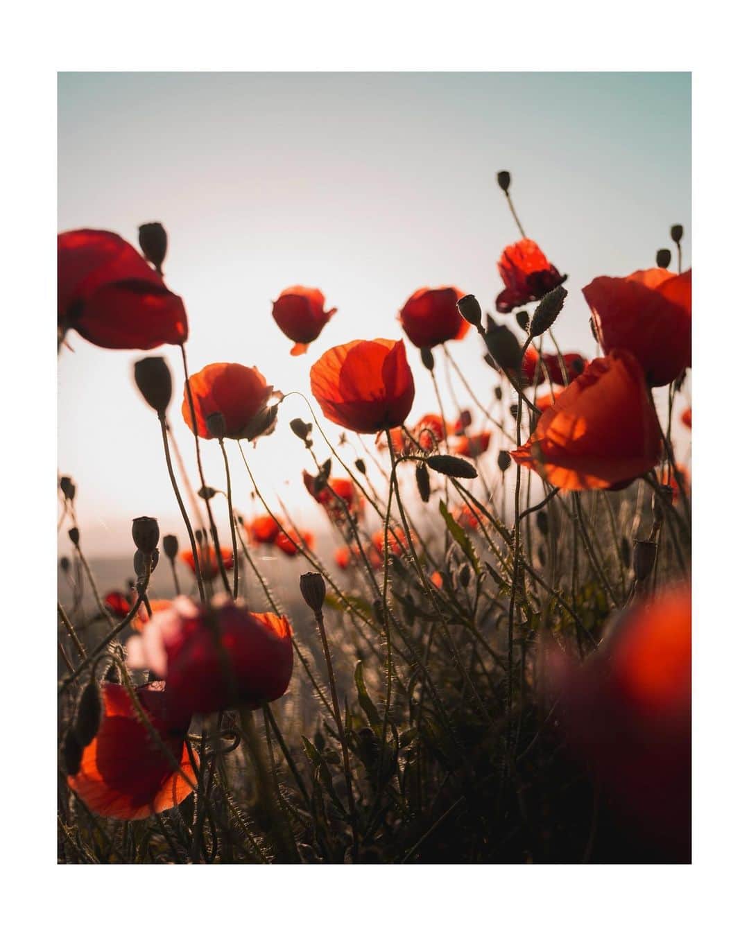 ジュリアナ・パエスのインスタグラム：「Dizem que flor não dá ‘like’  Eu digo: e daí?  BOM DIA!!!!!!! #meuinstaminhasregras」