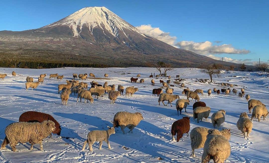 phantastic420さんのインスタグラム写真 - (phantastic420Instagram)「. 🤩🤩“Shizuoka” prefecture in Japan is a place where you can see the most “phantastic” Mt. Fuji🗻 in the world.🤩 #富士山 #mtfuji #japan #shizuoka #fujinomiya  #宮すた #miyasta @fujinomiyacity  #phantastic420photography #mostphantasticmtfuji #selamatpagi  #goodmorning  #おはようございます  #สวัสดี 🙏#สวัสดีครับ 🙏🇹🇭😇😇😇😇😇🗻😇😇😇😇 🇹🇭#Thailand now 🤣#サワディーカップ 🙏#サワディー 🙏」12月9日 22時54分 - phantastic420