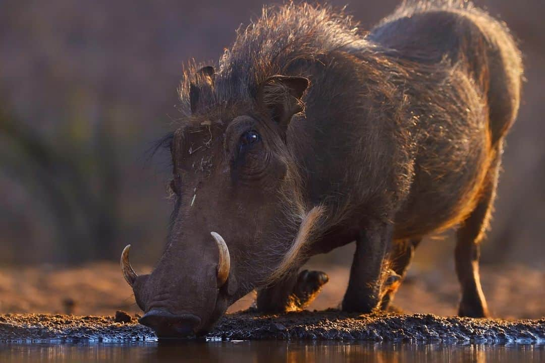 アニマルプラネットさんのインスタグラム写真 - (アニマルプラネットInstagram)「Looks may be deceiving, but the warthog has a lovely combination of brain and brawn. When it comes to intellect, the animal is incredibly smart and able to adapt to new environments quickly, foraging at night or early morning when they are less likely to be attacked. When it comes to physical attributes, the warthog is incredibly fast and agile. It has legs longer than most other species of swine and they're able to dodge and evade predators. . . . . . #warthog #warthogs #swine #africananimals #africa #commonwarthog #pigs #pumbaa #animalplanet #pictureoftheday #photooftheday」12月9日 23時02分 - animalplanet