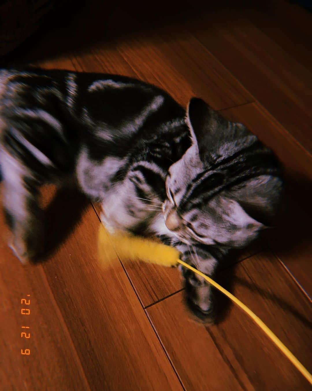 太田夢莉さんのインスタグラム写真 - (太田夢莉Instagram)「  今日も元気すぎるくらい元気に走り回っています。 そして主の机の上は大荒れです。そろそろリモコン壊れる。 #猫 #さば 」12月9日 23時28分 - yustagram12