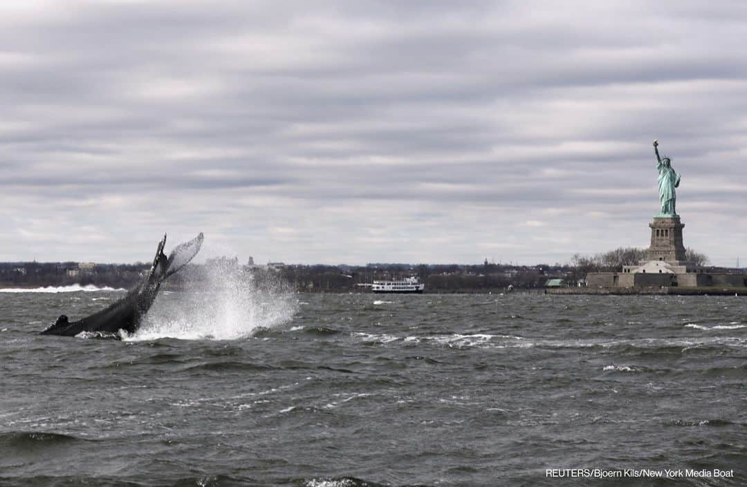 ABC Newsさんのインスタグラム写真 - (ABC NewsInstagram)「A humpback whale surfaces near the Statue of Liberty in this photo taken from a boat on New York Harbor. #whale #statueofliberty #newyork」12月9日 23時38分 - abcnews