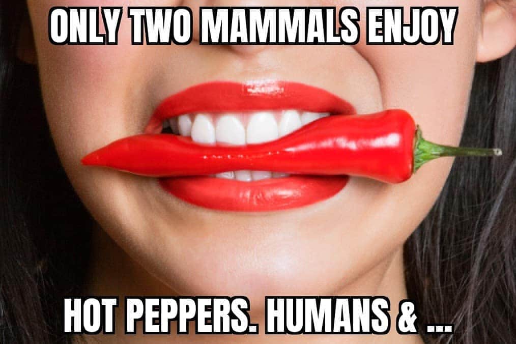 ジョン・レグイザモさんのインスタグラム写真 - (ジョン・レグイザモInstagram)「Only two mammals enjoy hot peppers,  humans & the treeshrew. #WhoKnew #WTFeck #FunFacts 😮」12月9日 23時40分 - johnleguizamo