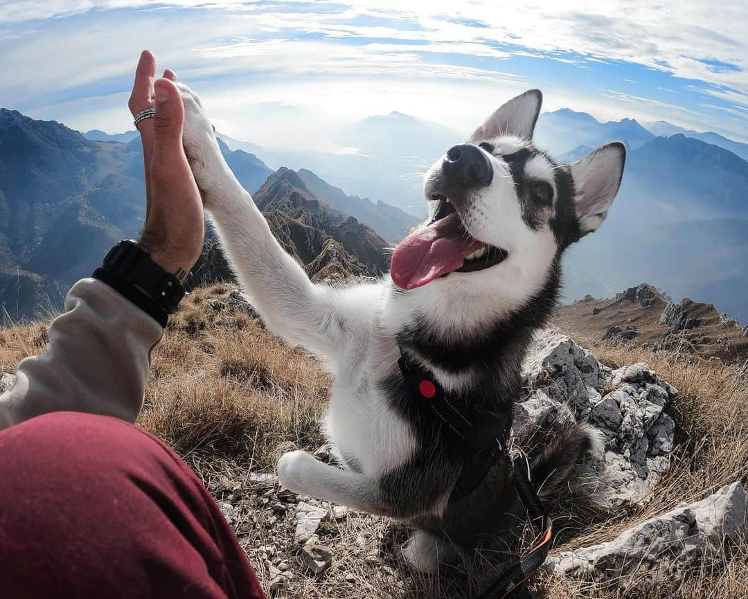 goproさんのインスタグラム写真 - (goproInstagram)「Photo of the Day: Paw five 🐾✋ #GoProAwards recipient @teocolombo, @balithewolf, + #GoProHERO9 Black ⠀⠀⠀⠀⠀⠀⠀⠀⠀ Want to take home a #GoProHERO9 Black? Submit your best pics to the Photo of the Day Challenge at GoPro.com/Awards. We're picking our favorite shot every week to score a free camera 📷 ⠀⠀⠀⠀⠀⠀⠀⠀⠀ @GoProIT #GoProIT #GoPro #MoreEverything #GoProPets #DogsofInstagram」12月9日 23時53分 - gopro